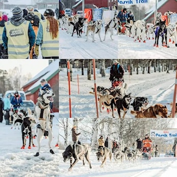 Frivillig på Pasvik Trail